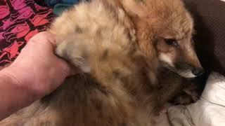 Tod the Red Fox shedding being groomed