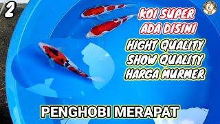 REVIEW IKAN SUPER DI SERAMBI KOI !!! ASLI SUPER harga murmer