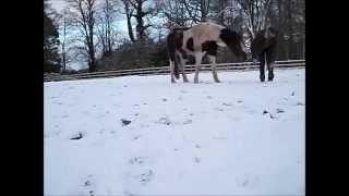 Lying in the snow