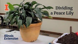 How to Divide a Peace Lily