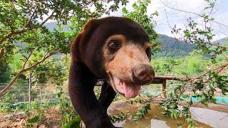 14 Reasons Sun Bears Are Your New Favourite Animal | Bears About The House | BBC Earth