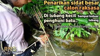 Mancing sidat besar(calon raksasa)dibawah batu sungai besar-Rnc petualang