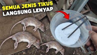 MENGERIKAN cara cepat membasmi tikus di rumah, LANGSUNG PERGI !!