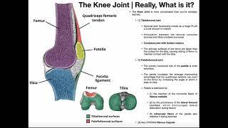 Basics of the Knee Joint | Tibiofemoral & Patellofemoral Joints