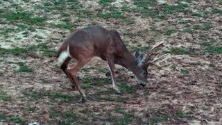 Single Bevel Broadhead Testing