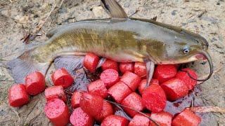 Fishing with Homemade Catfish Bait - catching bullheads from shore