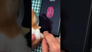 Hamster With Touch ID