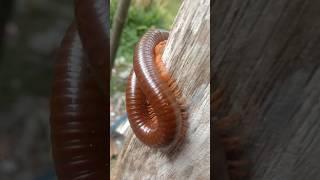 Miliipede babon!!#short#millipede #hunting