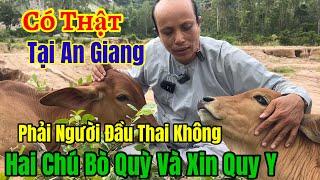 Chuyện Lạ Có Thật  Bò Đi Chùa và Quỳ xuống cầu xin Được Cứu - Phải Chăng là Người Đầu Thai | Châu