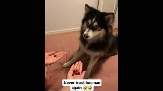 never trust hooman again #clipstv #funny #husky #dog