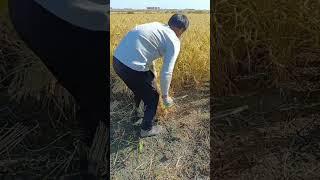 . "From Grain to Great: Expert Rice Cutting Techniques"#farming