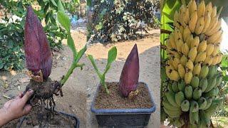 Great Technique For Grafting Banana Tree Growing fast with Aloe Vera  How to grow banana trees 100%