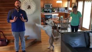 Teaching Honey to Calm Down and Stop Jumping