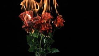 Free Slow Motion Footage: Burning Roses