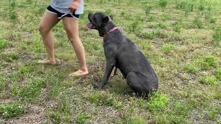 Big  Dog Obedience Training - San Rocco Cane Corso