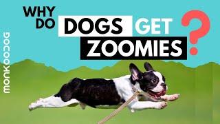 Why do Dogs get Zoomies? || Scientific reason behind zoomies ll Monkoodog