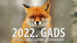 Atskats uz 2022. gadu | Dzīvnieku brīvība