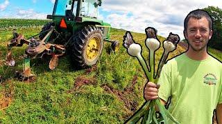 Huge Garlic Harvest Has Started