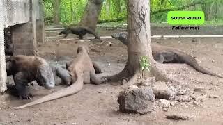 komodonya bergerak dengan santai#trending#viralvideo#viral#komodo#animals#animal#action#video#