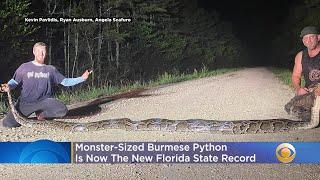 ‘Beast Of A Snake’ Breaks Record For Largest Burmese Python Captured In Florida