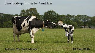 Art video: Cow Body-painting by Amit Bar.  EDSA content.