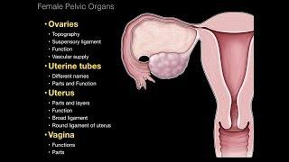 01.Female Repro System. Pelvic organs