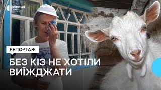 “Козеняток шкода було”: останні дві жительки прикордонної Тур’ї не хотіли виїжджати без своїх кіз