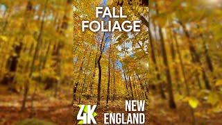 Autumn Colors of Forest + Calming Nature Sound for Vertical Screens - 4K Fall Foliage in New England