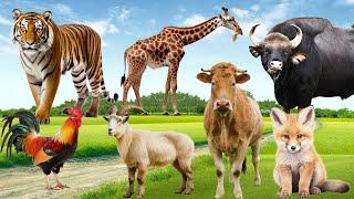 Daily Life of Animals: Giraffe, Goat, Chicken, Tiger, Gaur, Bull, Fox  - Animal Sounds