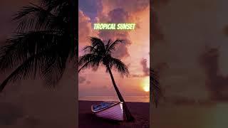 Tropical Sunset #shorts #tropical #sunset #summer #holiday #travel #latin #lounge #coctail