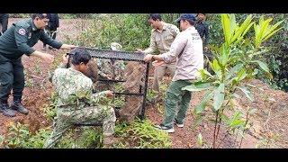 A motley troop of rescued macaques were released into the wild