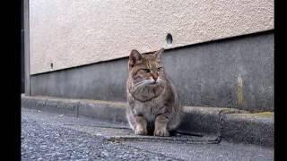 JAPAN CAT [1] -NIHON NEKO- mew mew!!