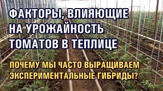 ФАКТОРЫ, ВЛИЯЮЩИЕ НА УРОЖАЙНОСТЬ ТОМАТА В ТЕПЛИЦЕ. ЭКСПЕРИМЕНТАЛЬНЫЕ ГИБРИДЫ (06-08-2019)