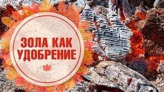 Натуральные удобрения   ЗОЛА  Виды удобрений из золы и их применение