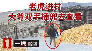 《一线》老虎下山闯入居民住所！大爷上前”吃瓜“不料老虎猛扑过来！20241217