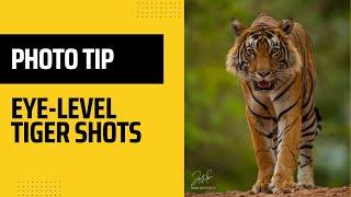 How to shoot images of a Tiger eye level.