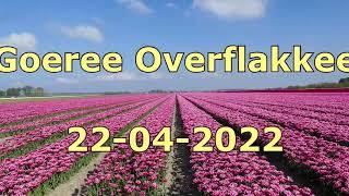 2022 Tulips on the island of Goeree Overflakkee