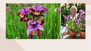 Barbara King 2-Piece Siberian Iris Miss Apple Live Plants on QVC