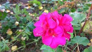 Герань в Саду / geranium in the Garden / Сад ORION