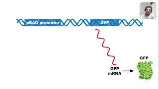 Regulation of pGLO Plasmid (Arabinose Operon)