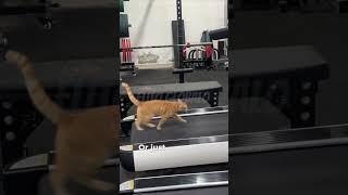 Unbelievable | Cat Turns On Treadmill & Walks Like a Pro #hilariousfelines #pets #kitten #catlover