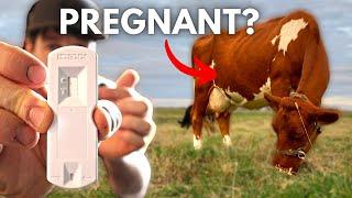 EVEN FASTER AT HOME Pregnancy Test for Cows! (IDEXX Alertys OnFarm Test)