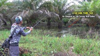 SPOT PALING DI CARI PEMANCING IKAN GABUS  || SAMBARAN TAK HENTI² DI SATU TITIK SELEPAS BANJIR