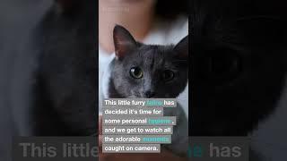 Cute Kitten Cleansing Session Adorable Moments Caught on Camera #shortvideo #shorts #kitten #cute