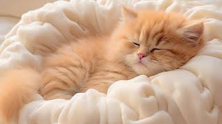Relaxing Music for Cat Sleep - Cat Purring Sounds, Music for Restful Sleep, Deep Relaxation