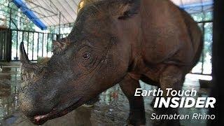 Earth Touch Insider: Is there hope for the Sumatran rhino?