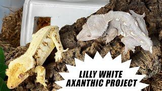 Axanthic Lilly White Crested Geckos? NEW EXCITING BREEDING PROJECT!