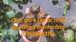 Ốc nhồi giống miền bắc # ốc bố mẹ 2024 qua đông thành công (0353864376)