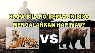 Harimau VS Beruang Siapa Yang Menang?