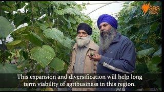 Punjabi Banana farmers from Woolgoolga